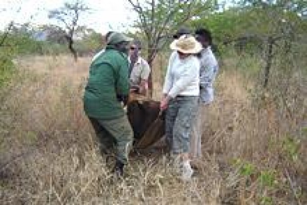 African Son Wildlife Services