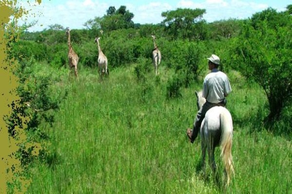 African Son Wildlife Services