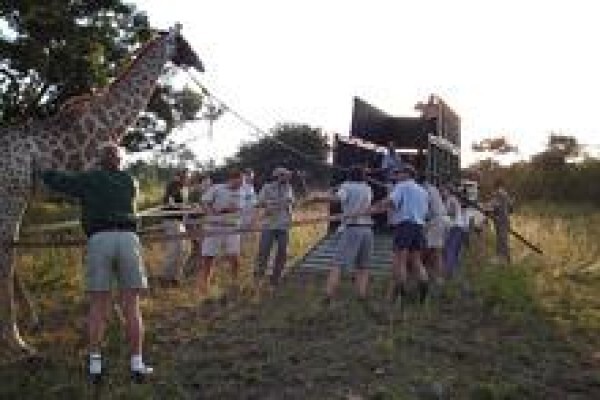 African Son Wildlife Services