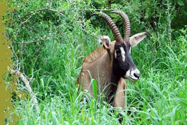 African Son Wildlife Services