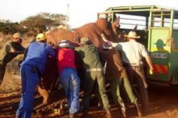 African Son Wildlife Services