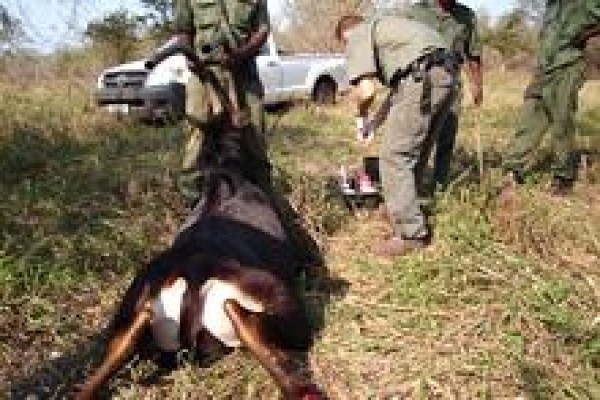 African Son Wildlife Services