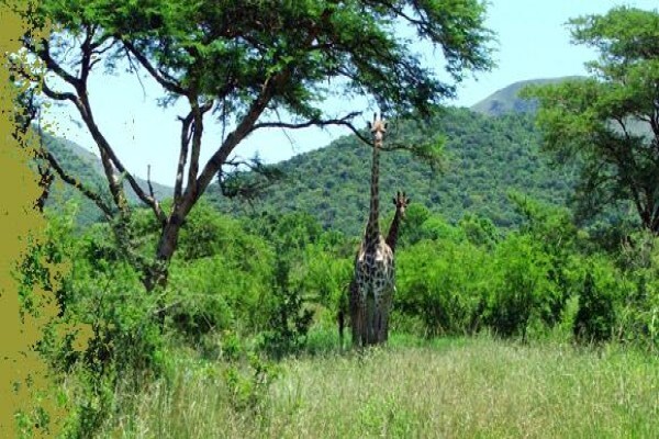 African Son Wildlife Services
