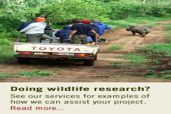 African Son Wildlife Services