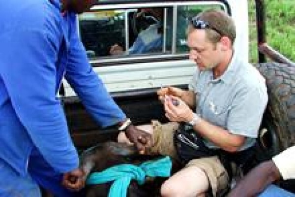 African Son Wildlife Services