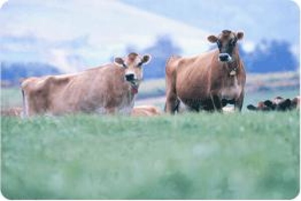 Douglasdale Dairy