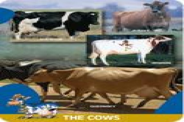 Douglasdale Dairy