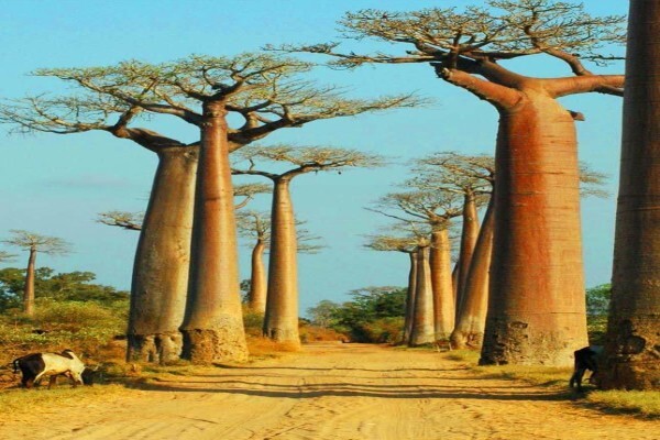 Moratiwa Tours