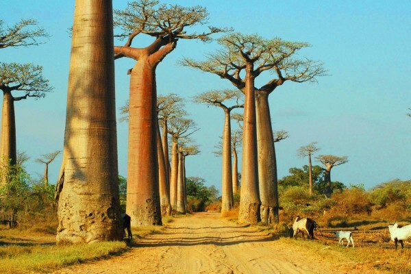 Moratiwa Tours