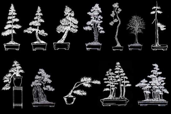 Art Of Bonsai