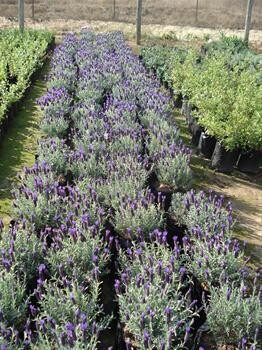 Green Reflections Wholesale Nursery & Landscaping