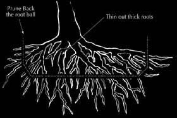 Art Of Bonsai