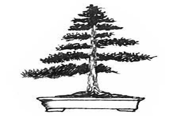Art Of Bonsai
