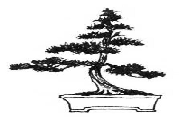 Art Of Bonsai