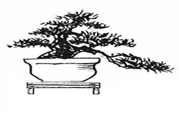 Art Of Bonsai