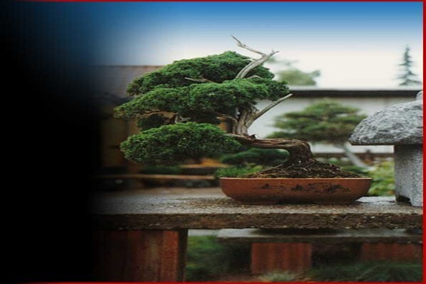 Art Of Bonsai