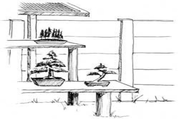 Art Of Bonsai