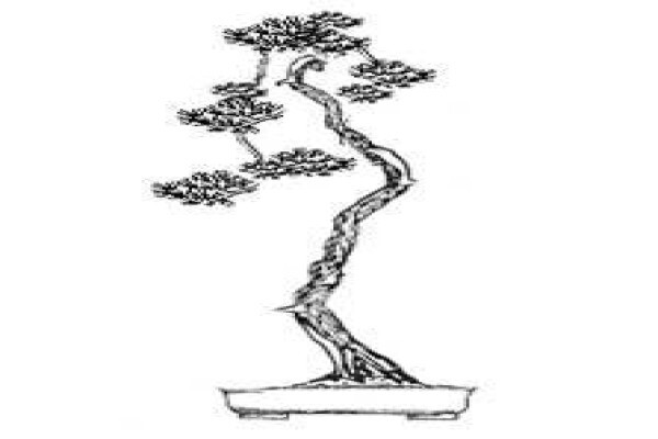 Art Of Bonsai