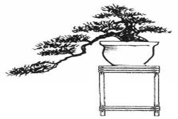 Art Of Bonsai