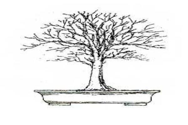 Art Of Bonsai