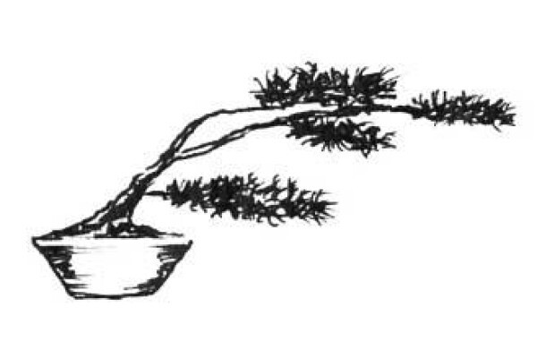 Art Of Bonsai