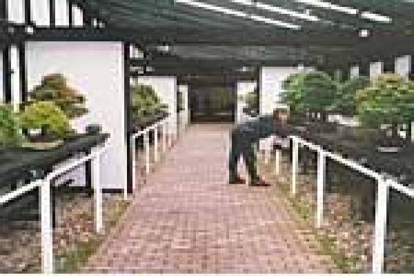 Art Of Bonsai