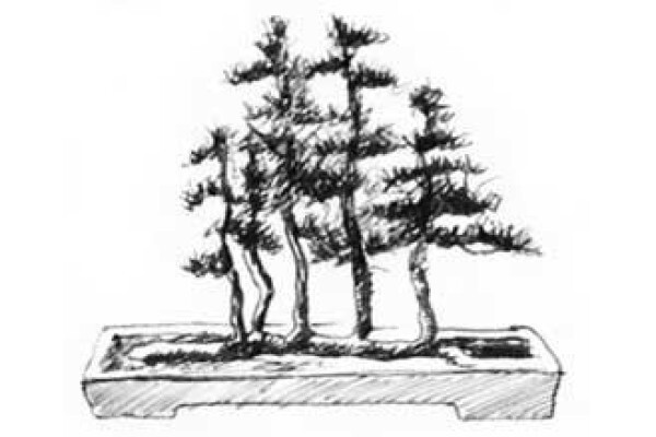 Art Of Bonsai