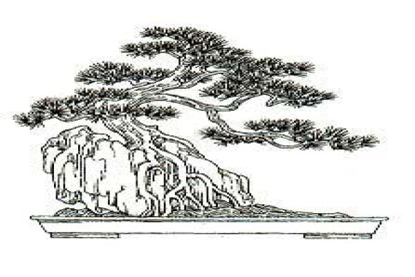 Art Of Bonsai