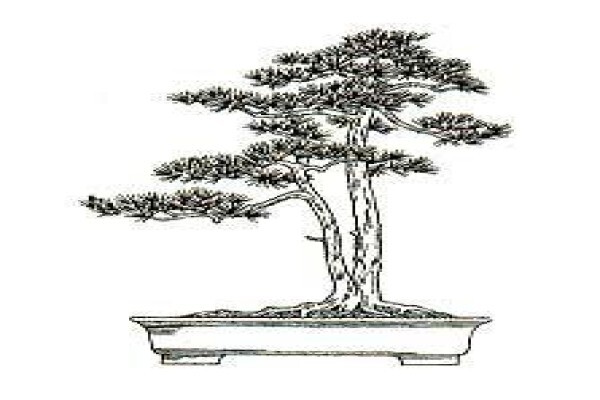 Art Of Bonsai