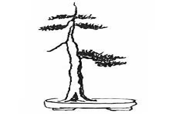 Art Of Bonsai