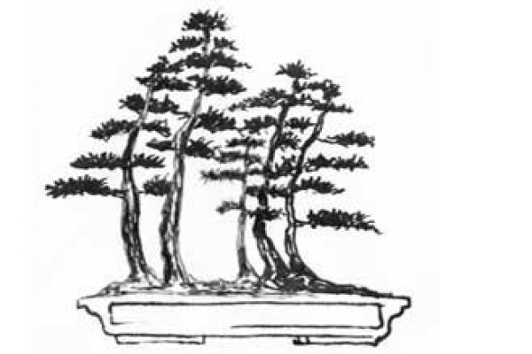 Art Of Bonsai