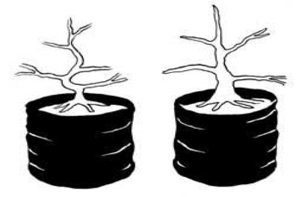 Art Of Bonsai