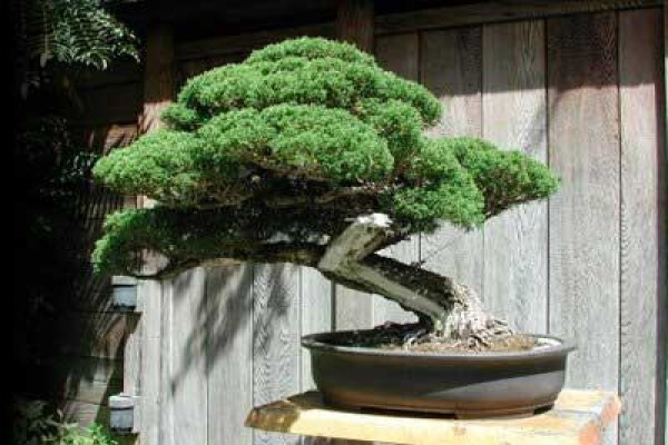 Art Of Bonsai
