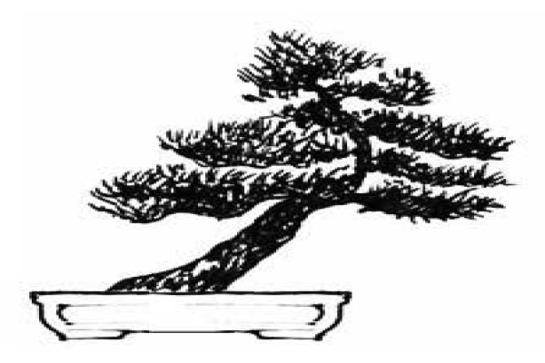 Art Of Bonsai