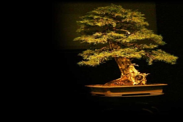 Art Of Bonsai