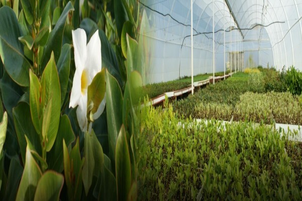 Samgro Wholesale Nursery