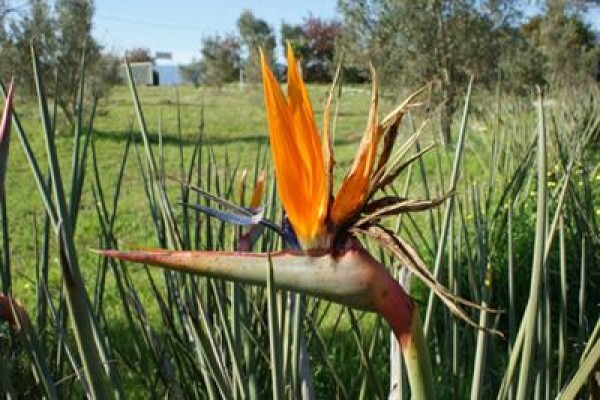 Samgro Wholesale Nursery