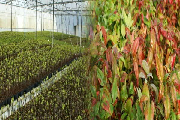 Samgro Wholesale Nursery