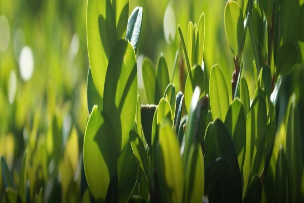 Samgro Wholesale Nursery