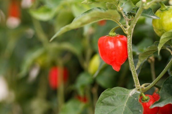 Samgro Wholesale Nursery