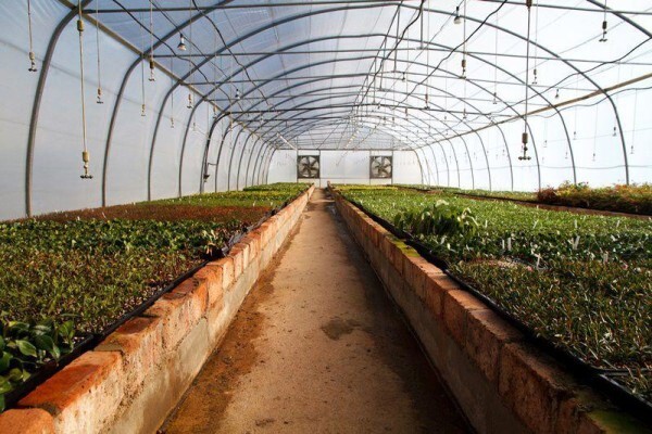 Samgro Wholesale Nursery