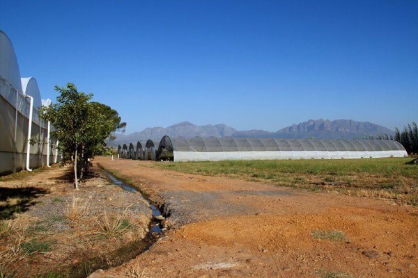 Samgro Wholesale Nursery