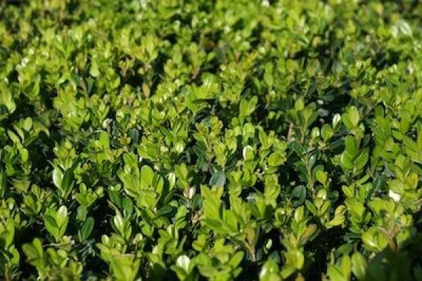 Samgro Wholesale Nursery