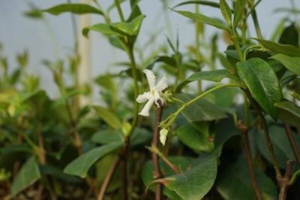 Samgro Wholesale Nursery