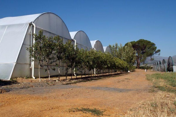 Samgro Wholesale Nursery