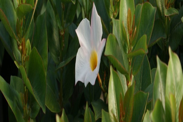 Samgro Wholesale Nursery