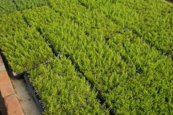 Samgro Wholesale Nursery