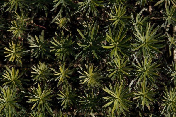 Samgro Wholesale Nursery