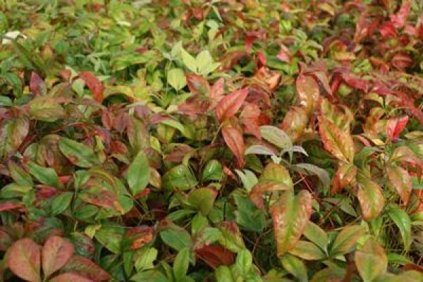Samgro Wholesale Nursery