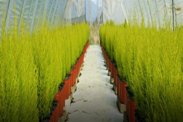 Samgro Wholesale Nursery